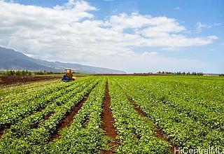 Govt/ag Land
