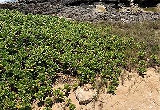 Kahuku Land