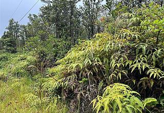 Fern Forest Land